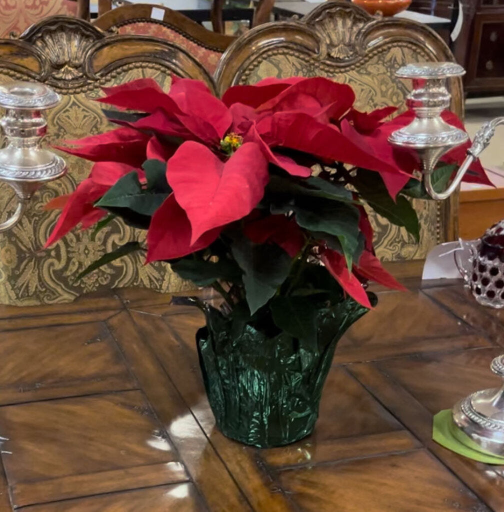 POINSETTIA