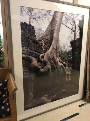 Tree Roots Growing Over Ta Prohm Temple Photo Print 60x76