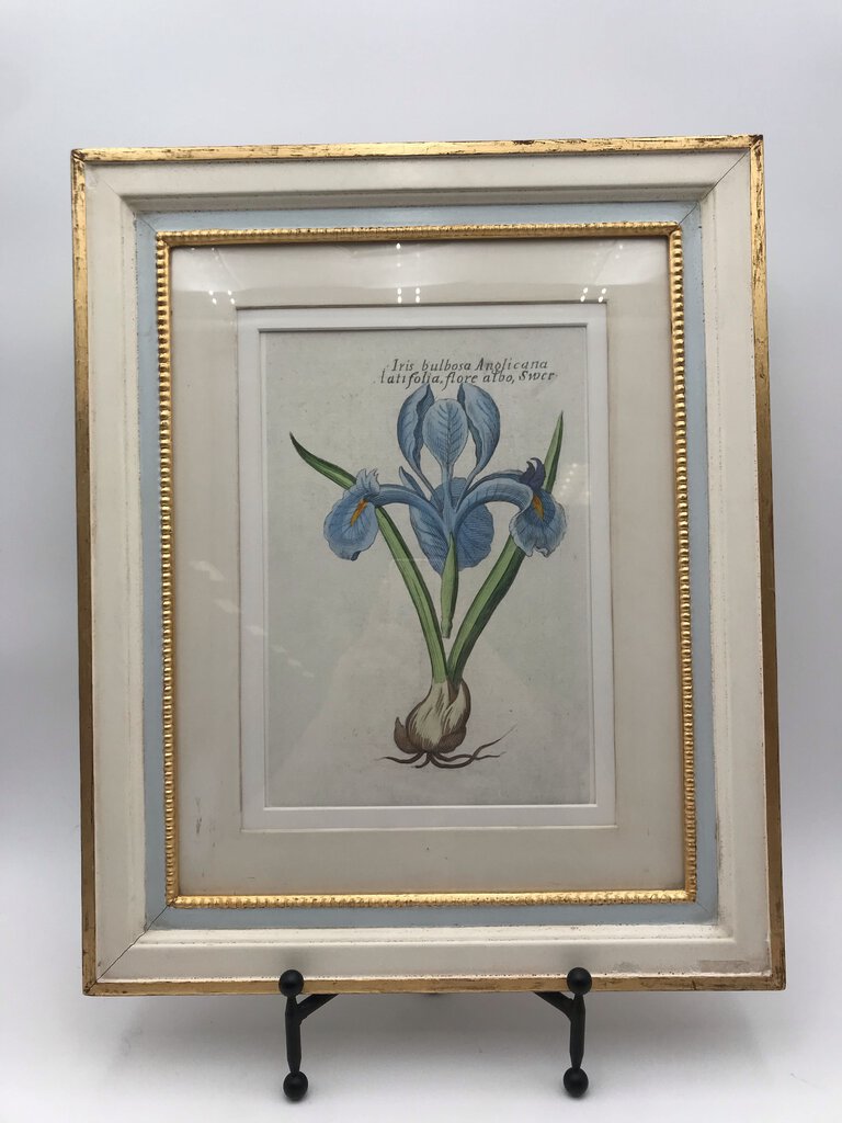 Iris Bulbosa Versicolor Lithograph 16x19