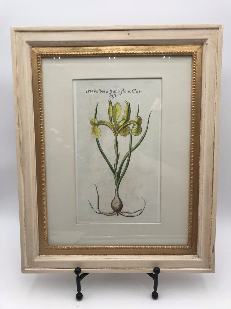 Iris Bulbosa Flapo Flore Vintage Botancial Lithograph 16x19