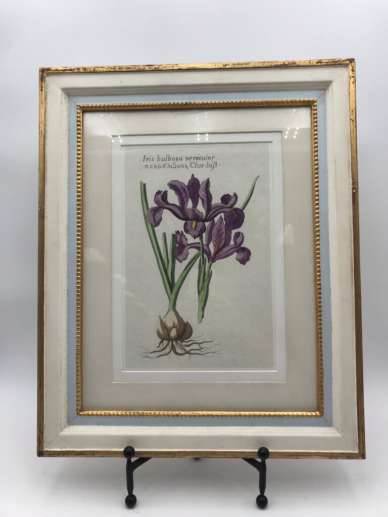 Iris Bulbosa Anglicana Vintage Botancial Lithograph 16x19