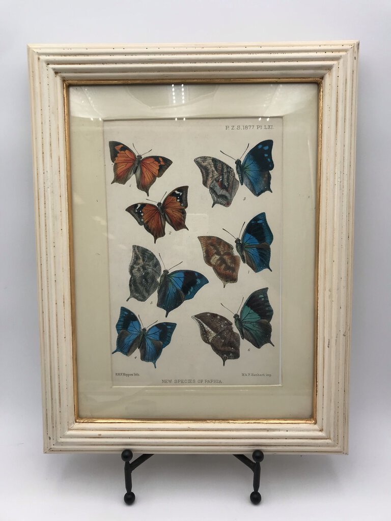 Butterfly Anatomical Lithograph - Paphia 20x15