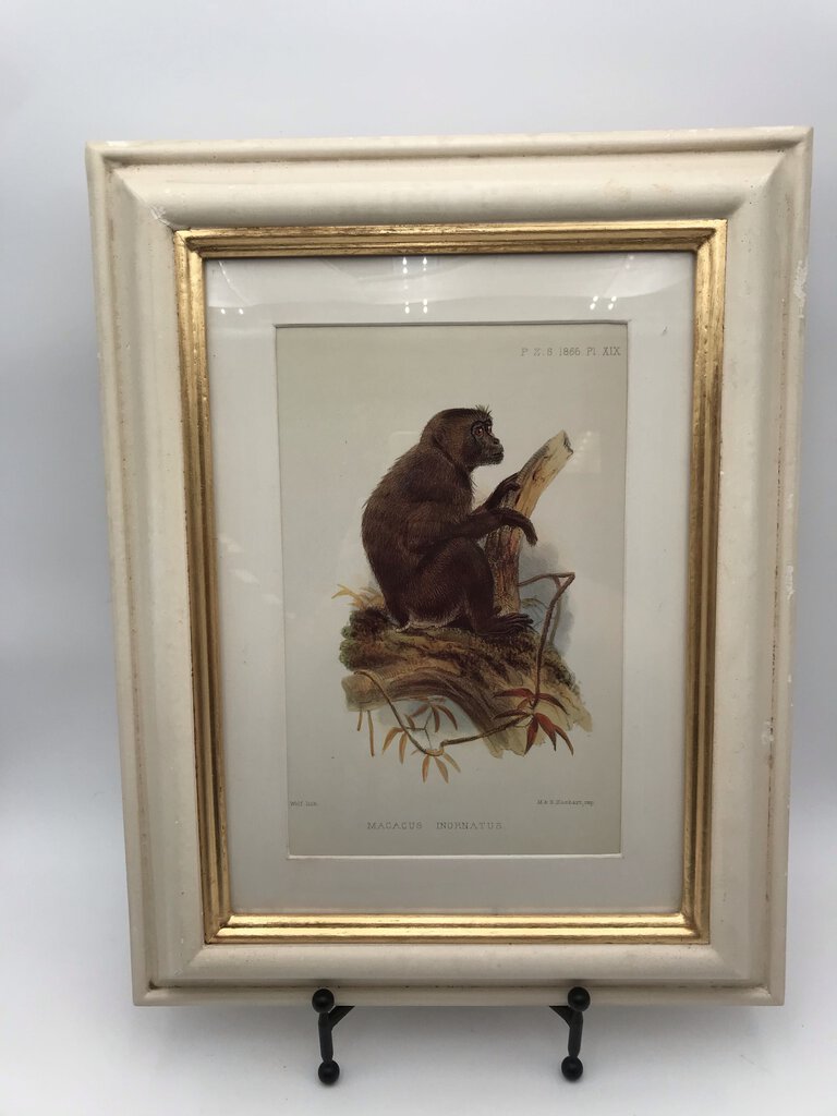 Monkey Anatomical Lithograph - Macacus 21x16