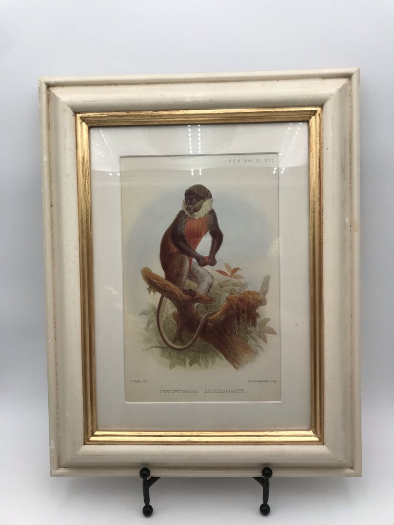 Monkey Anatomical Lithograph - Cerco 21x16