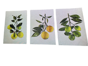 Hudson Grace Signed Citrus Prints Handmade Paper (3)