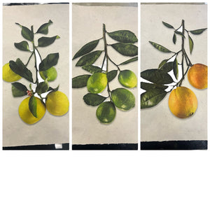 Hudson Grace Signed Citrus Prints Handmade Paper (3)