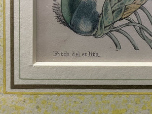W. Fitch Orchid Botanical Original Color Print 1840-50
