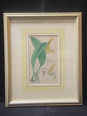 W. Fitch Orchid Botanical Original Color Print 1840-50
