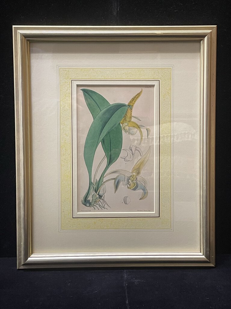 W. Fitch Orchid Botanical Original Color Print 1840-50