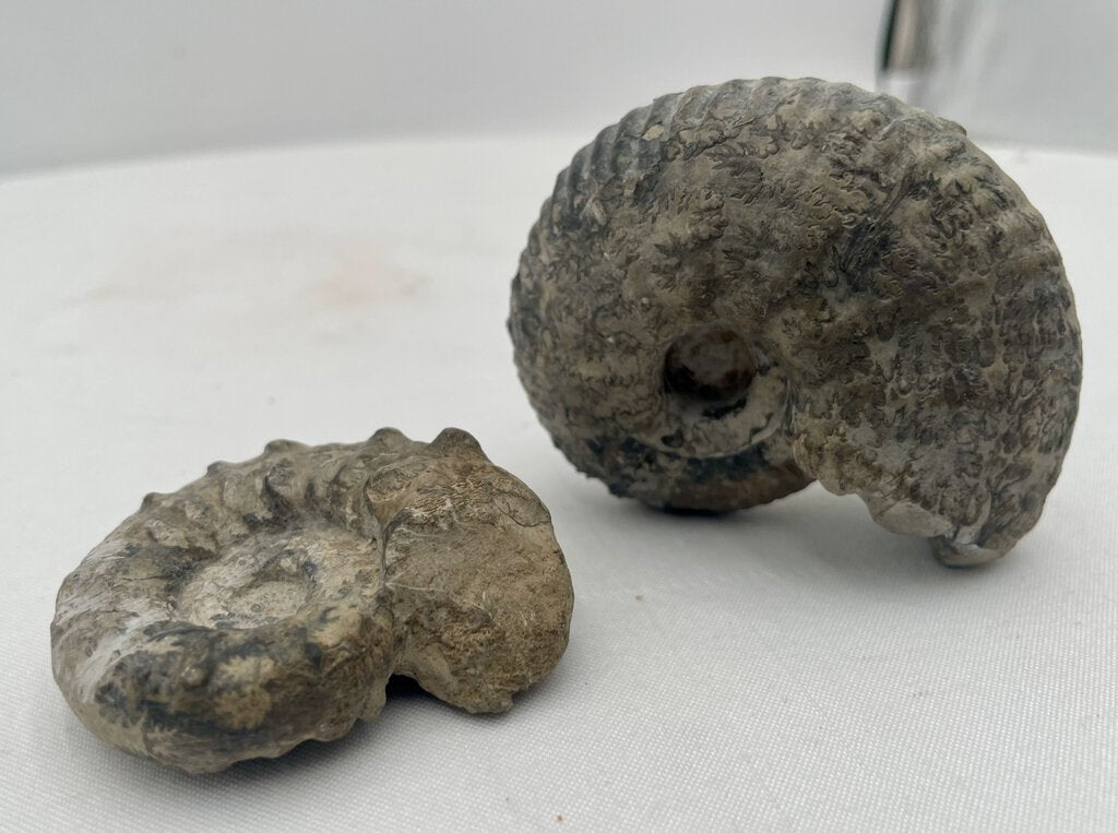 Conch Ammonite Fossils (2 Pcs)