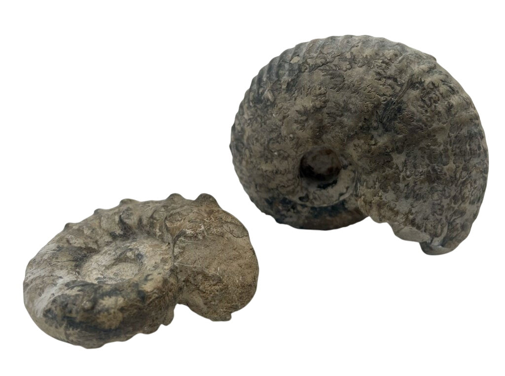 Conch Ammonite Fossils (2 Pcs) by Miss Daisy's Consignment & Auction House