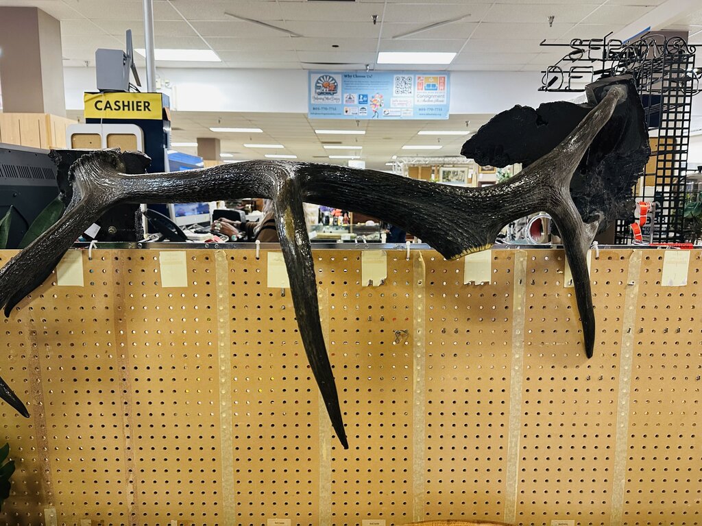 Large Decorative Elk Antler 50" W.