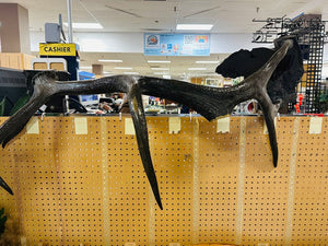 Large Decorative Elk Antler 50" W.