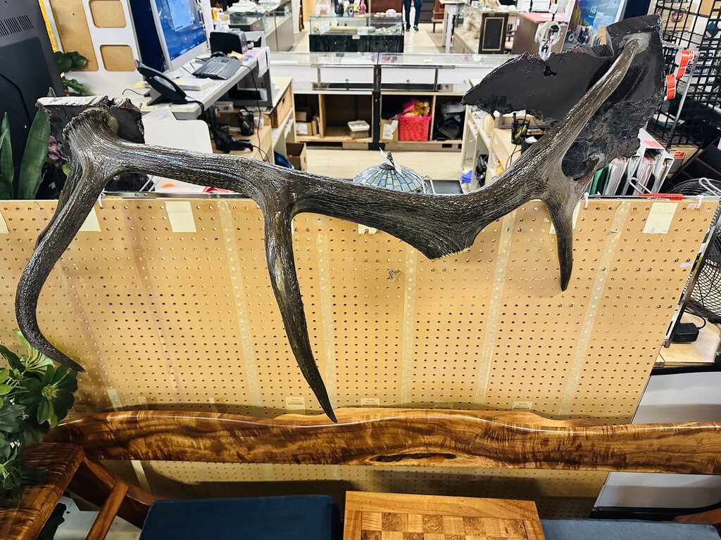 Large Decorative Elk Antler 50" W.