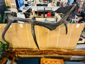 Large Decorative Elk Antler 50" W.
