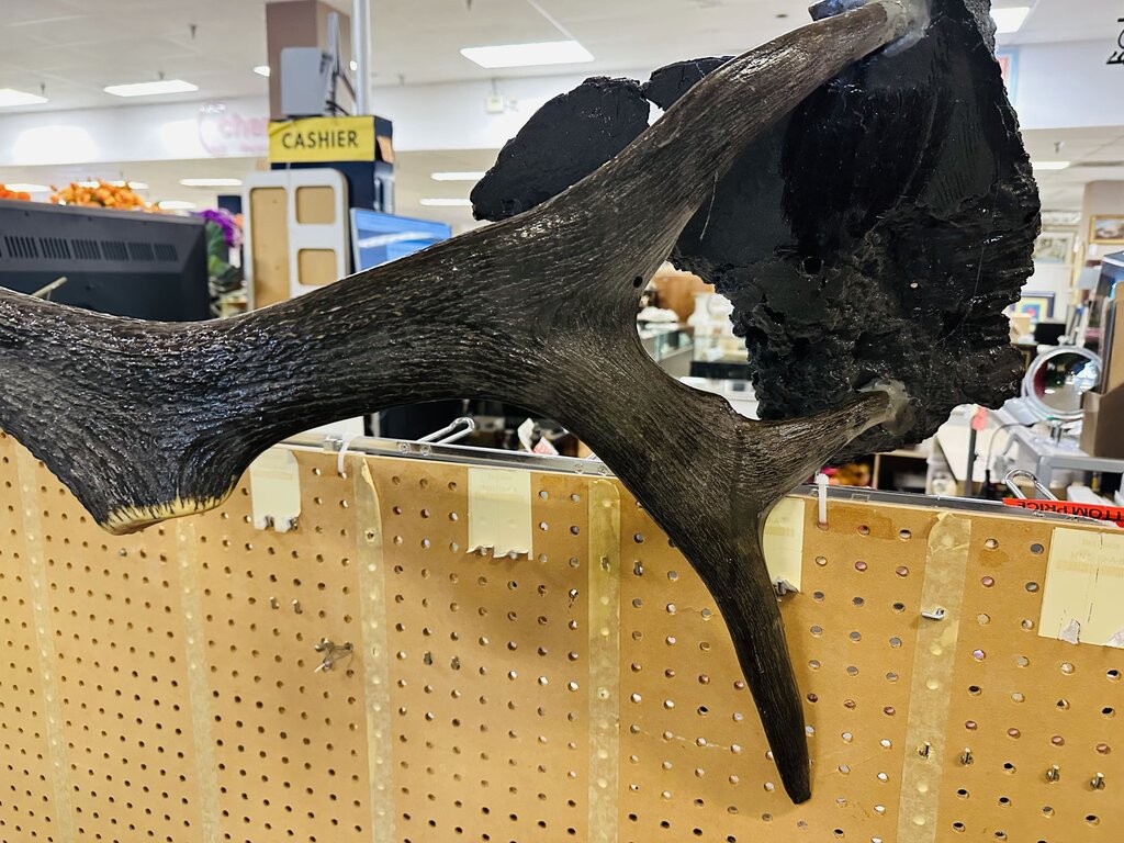 Large Decorative Elk Antler 50" W.