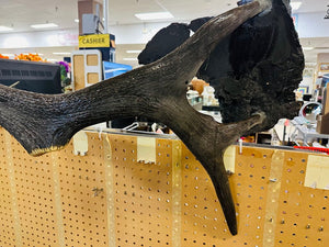 Large Decorative Elk Antler 50" W.
