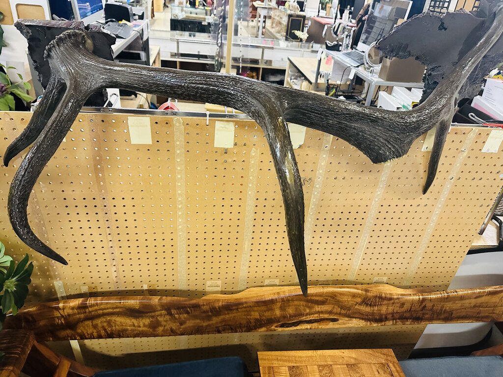 Large Decorative Elk Antler 50" W.