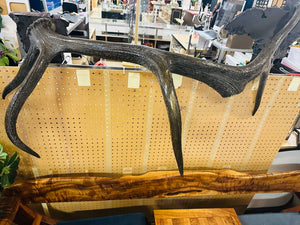 Large Decorative Elk Antler 50" W.
