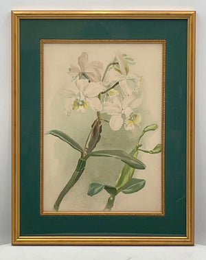 Botanical Lithograph "Cattleya Anceps Schroderiana Orchid" Print (#4)