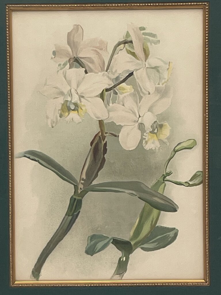 Botanical Lithograph "Cattleya Anceps Schroderiana Orchid" Print (#4)