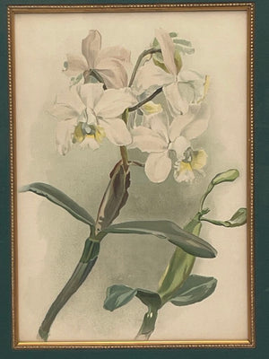 Botanical Lithograph "Cattleya Anceps Schroderiana Orchid" Print (#4)