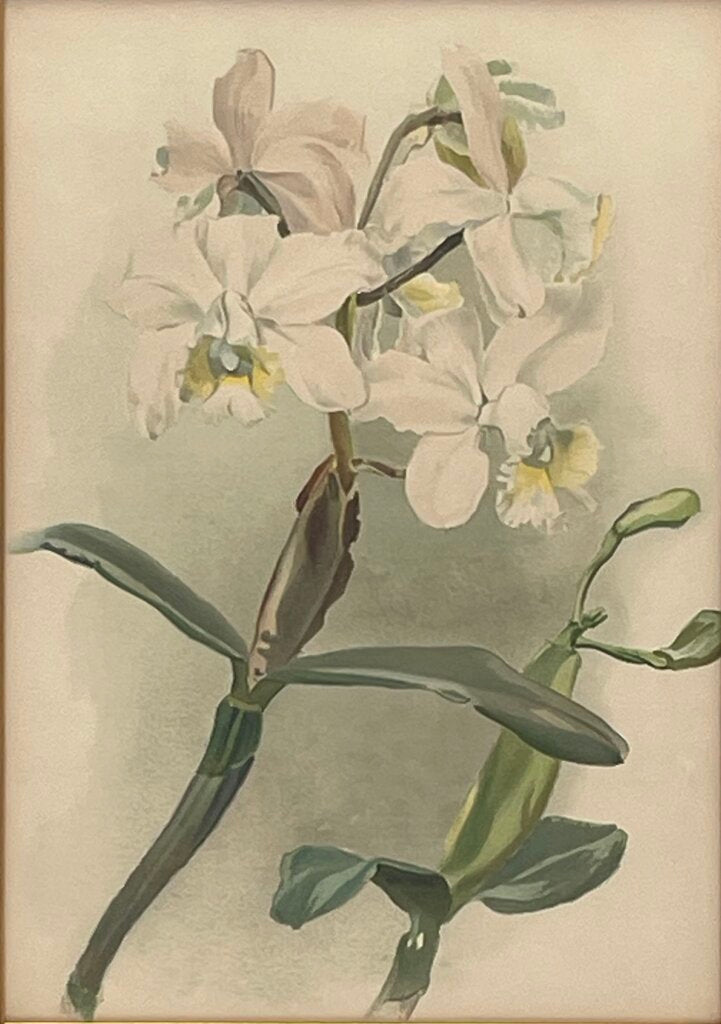 Botanical Lithograph "Cattleya Anceps Schroderiana Orchid" Print (#4)
