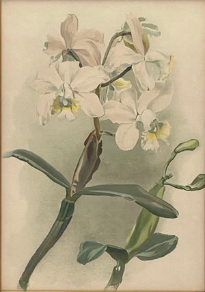 Botanical Lithograph "Cattleya Anceps Schroderiana Orchid" Print (#4)