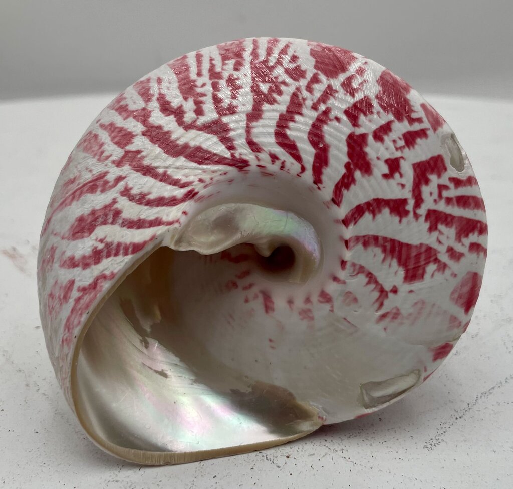 Conical Tiger Strip Shell (#3)