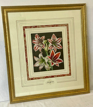 Louis Benoit Van Houtte Botanical Lithograph "Flores Des Serres" Amaryllis 1845