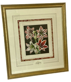 Louis Benoit Van Houtte Botanical Lithograph "Flores Des Serres" Amaryllis 1845 by Miss Daisy's Consignment & Auction House