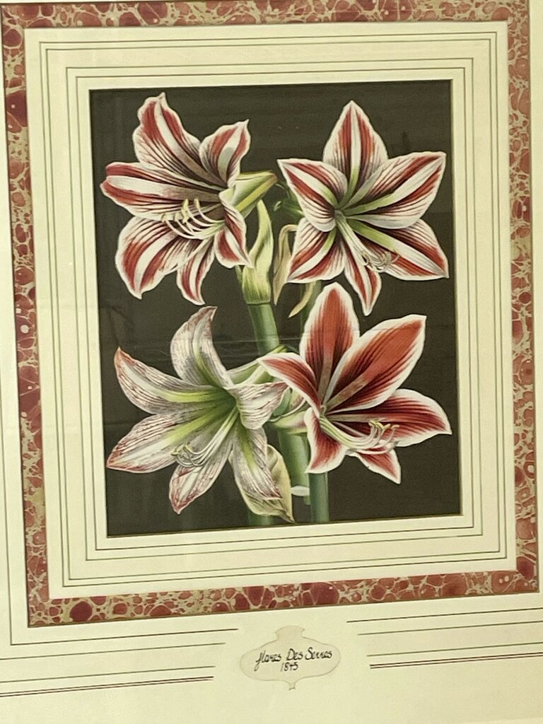 Louis Benoit Van Houtte Botanical Lithograph "Flores Des Serres" Amaryllis 1845