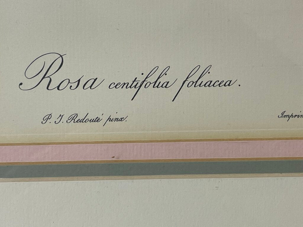 Pierre - Joseph Redoute' Botanical "Rosa Centifolia Foliacea" Lithograph Print