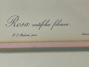 Pierre - Joseph Redoute' Botanical "Rosa Centifolia Foliacea" Lithograph Print