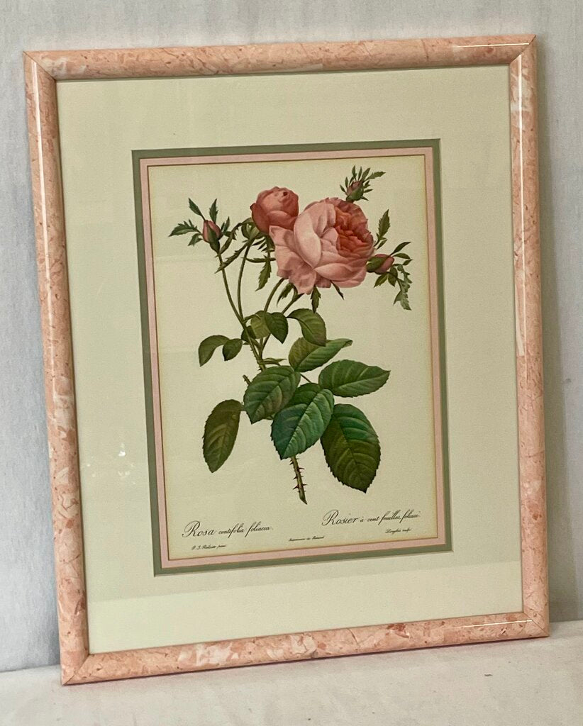 Pierre - Joseph Redoute' Botanical "Rosa Centifolia Foliacea" Lithograph Print
