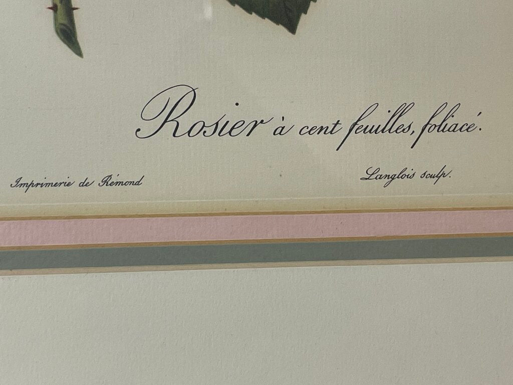 Pierre - Joseph Redoute' Botanical "Rosa Centifolia Foliacea" Lithograph Print