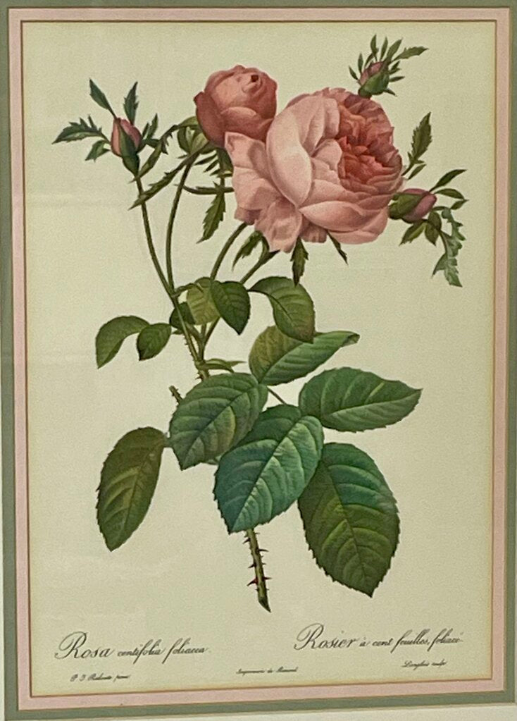 Pierre - Joseph Redoute' Botanical "Rosa Centifolia Foliacea" Lithograph Print