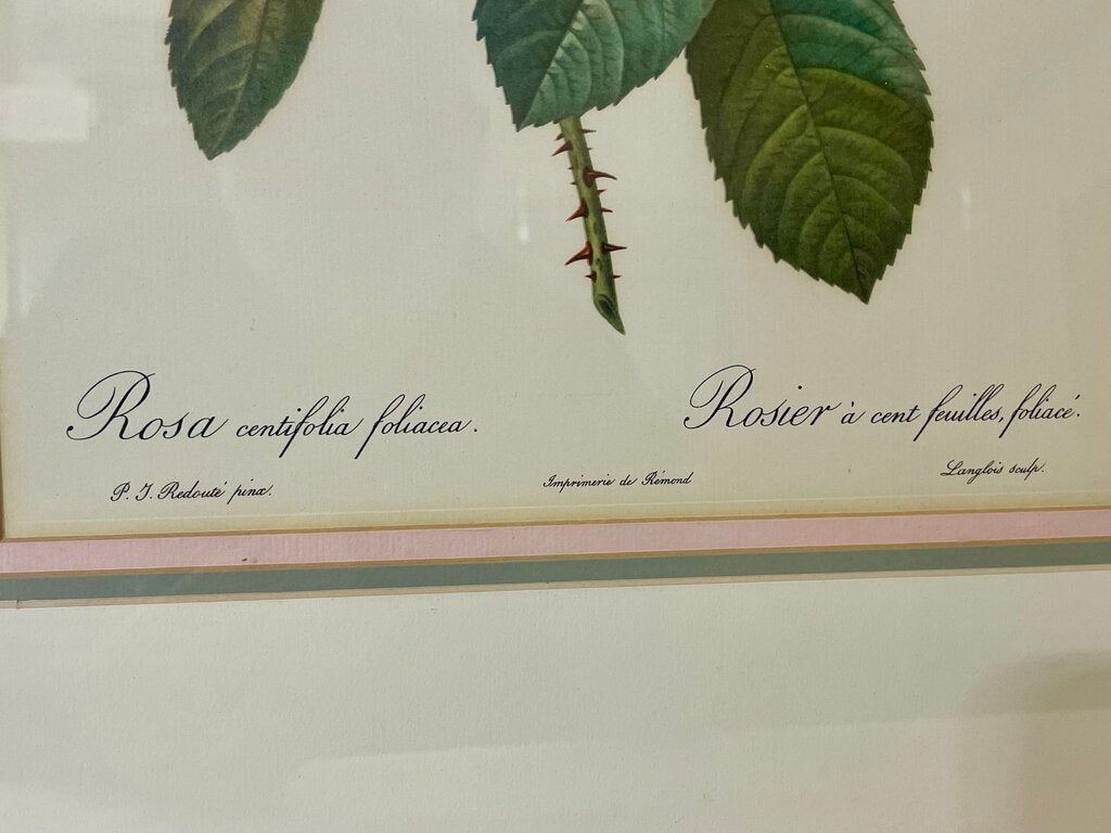 Pierre - Joseph Redoute' Botanical "Rosa Centifolia Foliacea" Lithograph Print