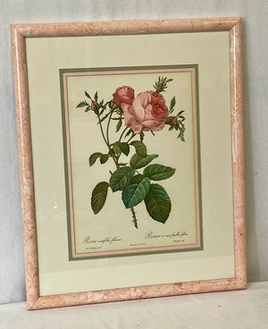 Pierre - Joseph Redoute' Botanical "Rosa Centifolia Foliacea" Lithograph Print