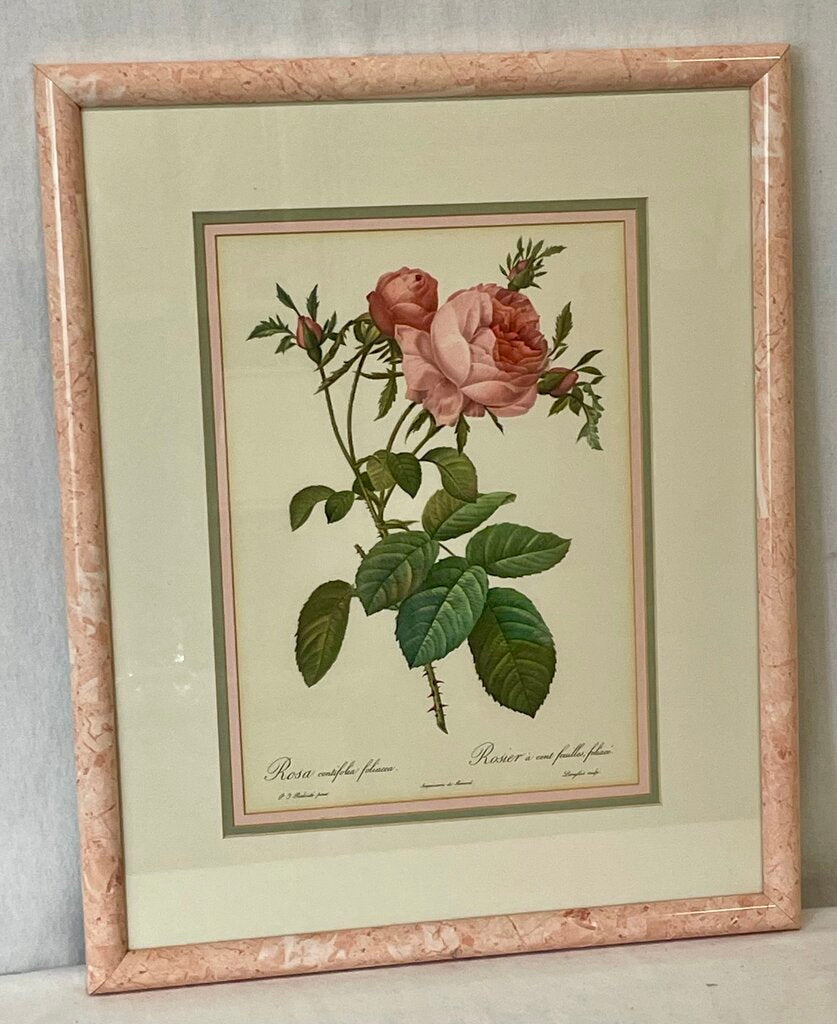 Pierre - Joseph Redoute' Botanical "Rosa Centifolia Foliacea" Lithograph Print