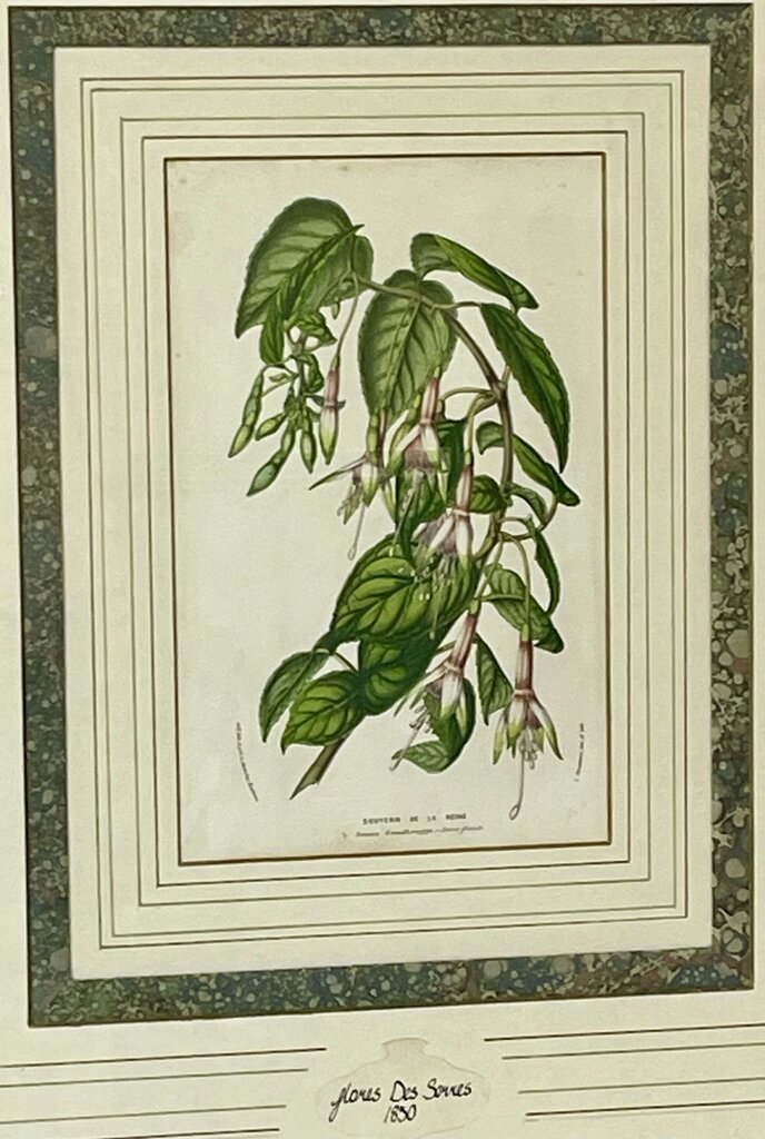 Louis Benoit Van Houtte Botanical Lithograph "Flores Des Serres" Souvenir De La Reine Print 1850