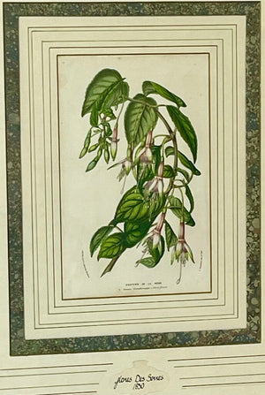 Louis Benoit Van Houtte Botanical Lithograph "Flores Des Serres" Souvenir De La Reine Print 1850