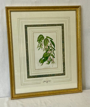 Louis Benoit Van Houtte Botanical Lithograph "Flores Des Serres" Souvenir De La Reine Print 1850