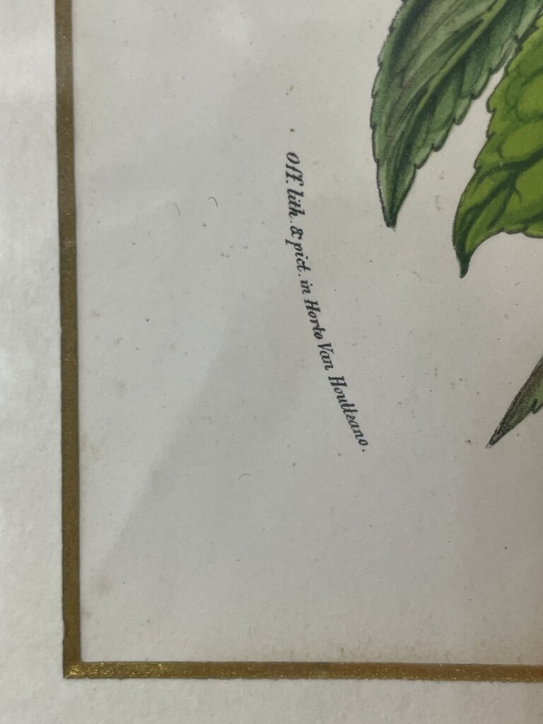 Louis Benoit Van Houtte Botanical Lithograph "Flores Des Serres" Souvenir De La Reine Print 1850