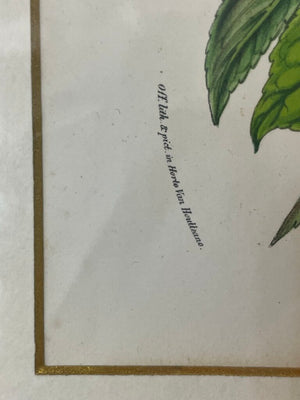 Louis Benoit Van Houtte Botanical Lithograph "Flores Des Serres" Souvenir De La Reine Print 1850