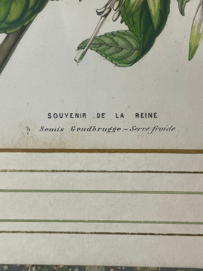 Louis Benoit Van Houtte Botanical Lithograph "Flores Des Serres" Souvenir De La Reine Print 1850
