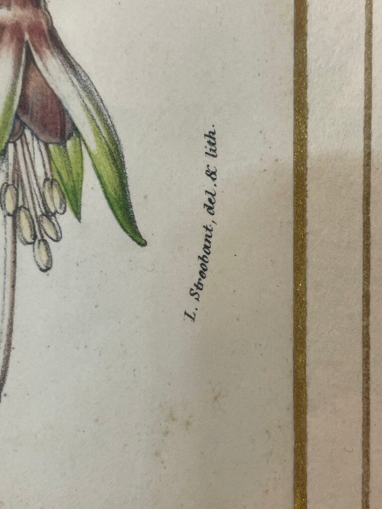 Louis Benoit Van Houtte Botanical Lithograph "Flores Des Serres" Souvenir De La Reine Print 1850