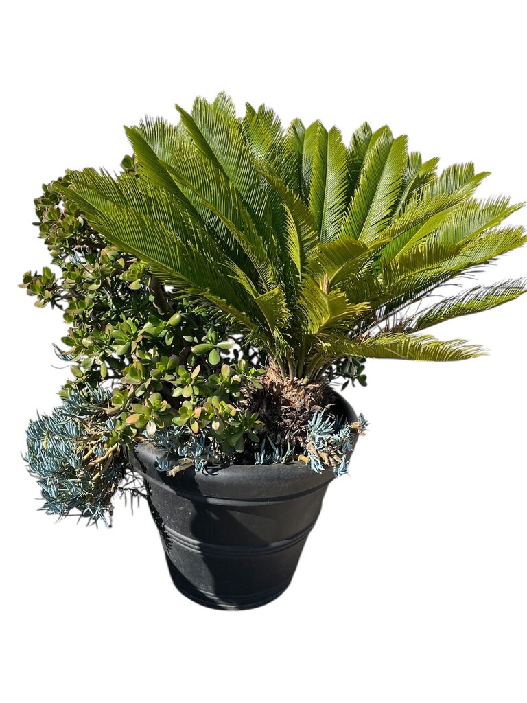 Live Cycas Jade & Curio Plants In Black Plastic Pot 57" Tall