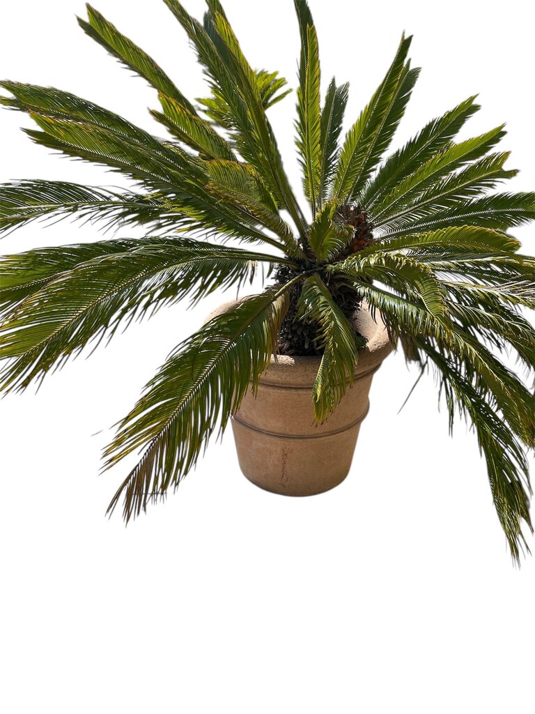 Live Sago Palm In 24" Terra Cotta Pot 62" Total