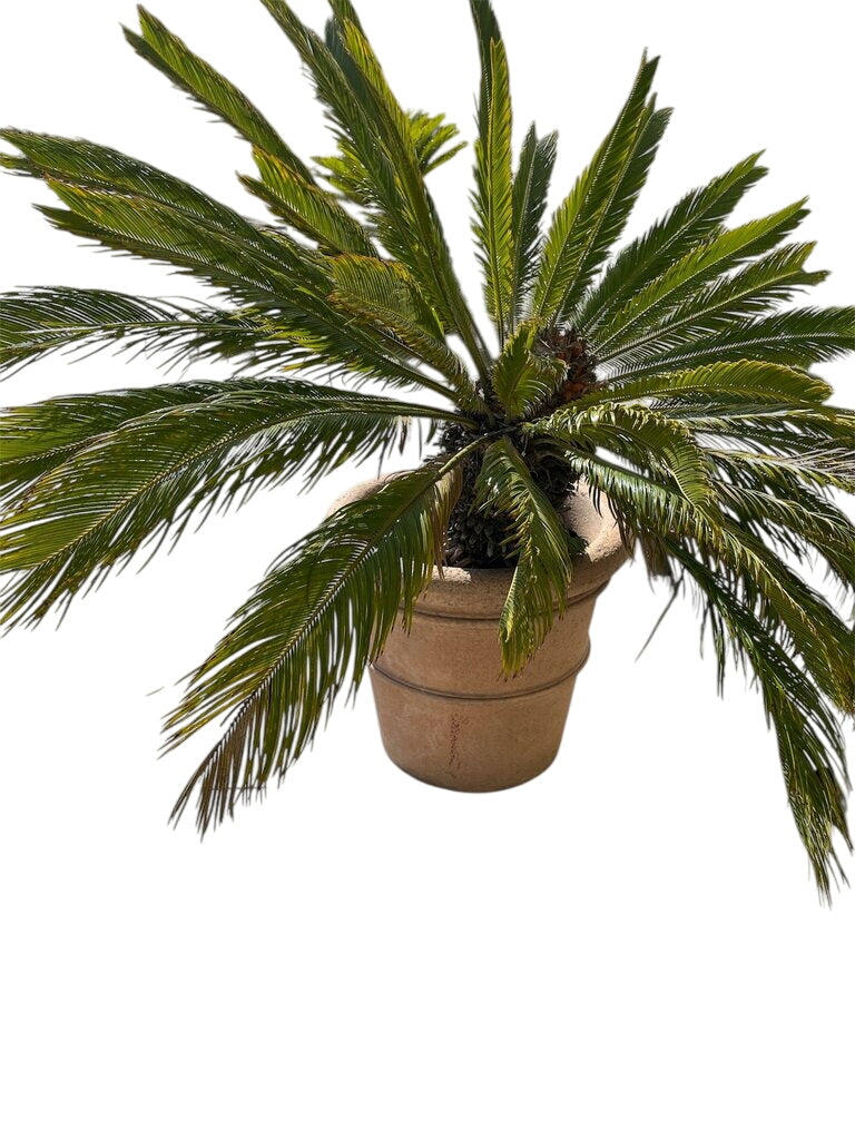 Live Sago Palm In 24" Terra Cotta Pot 62" Total by Miss Daisy's Consignment & Auction House